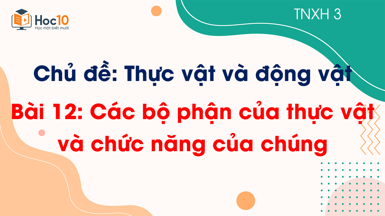 Chủ đề 4 - Bài 12 Các bộ phận của thực vật và chức năng của chúng
